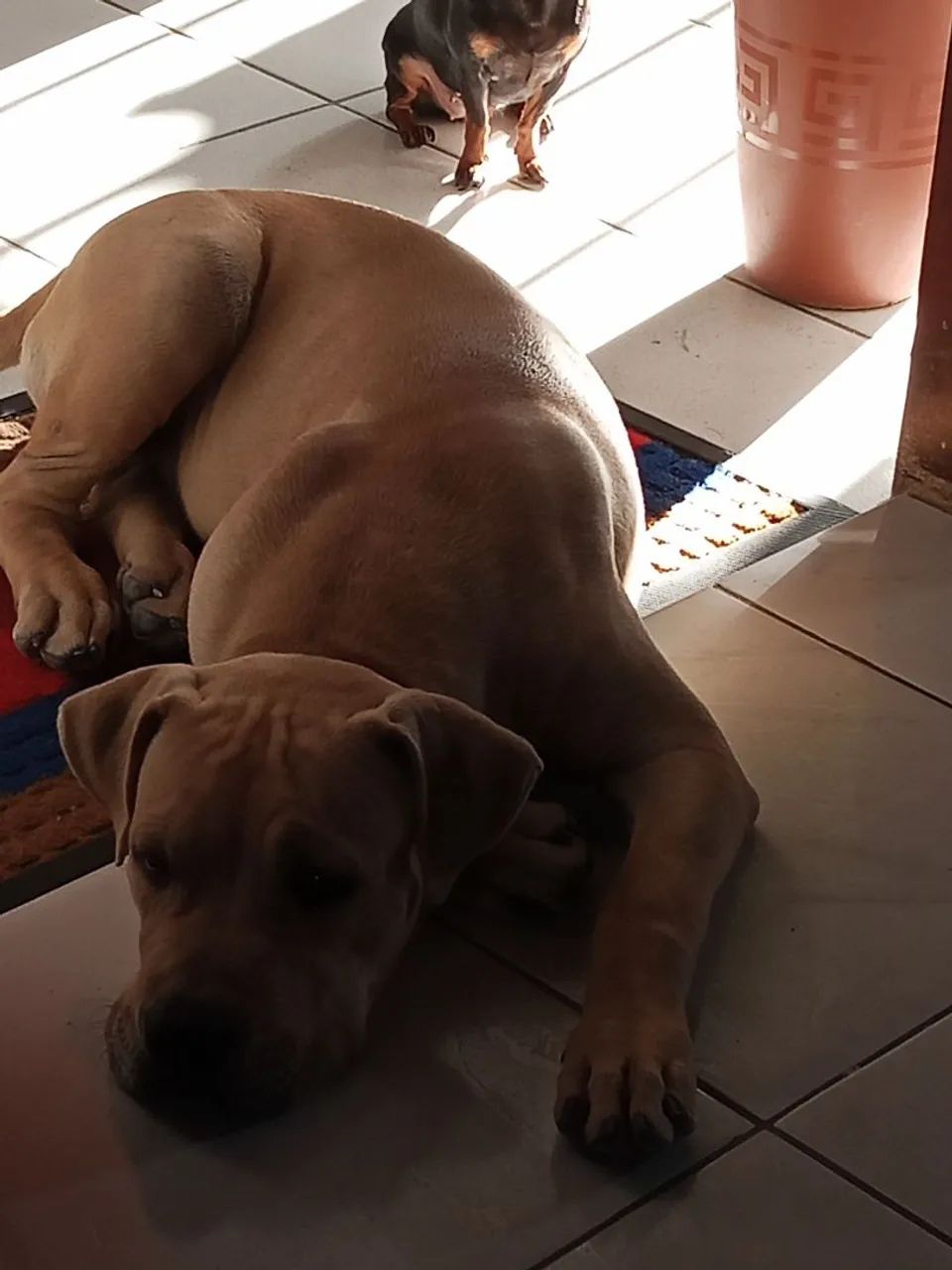 Cachorro  - Foto 3