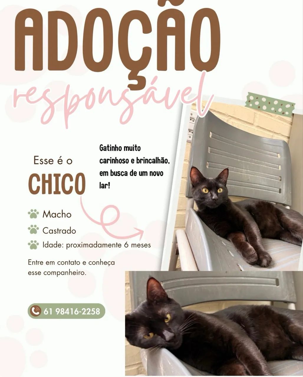 Adoção responsável 
