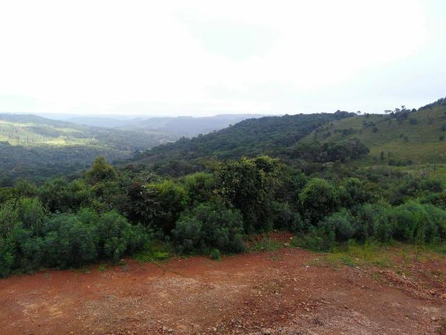 Fazenda de 93 Alqueires .Guabiroba - Guarapuava PR .R$ 30 mil por Alqueire - Foto 16