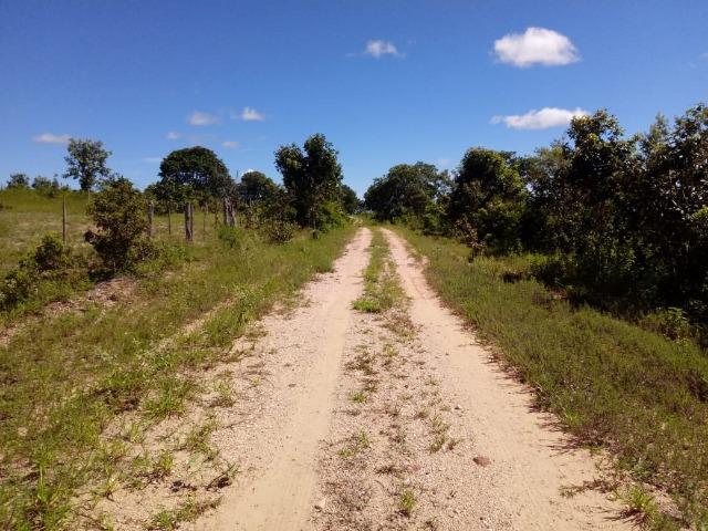 1586 Hectares, Municipio de Camapuã MS - Foto 2