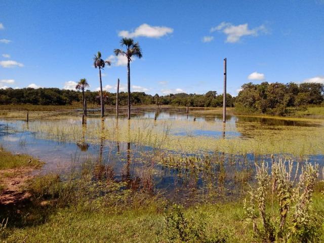 1586 Hectares, Municipio de Camapuã MS