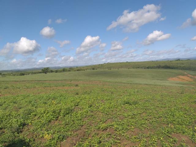 Propriedade de 8 hectares-toda cercada-com 2 casas, a 5 km de Apoti-PE - Foto 13