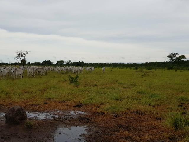 Fazenda c/ 357 alqueires em Porto Esperidião - Foto 17