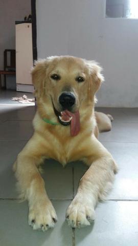 Golden Retriever - Foto 3