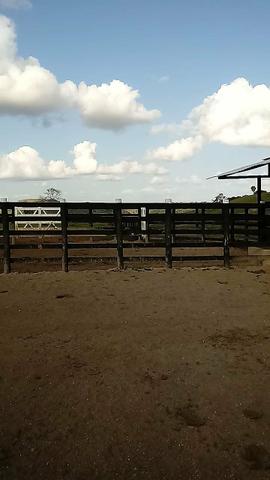Vendo propriedade união dos Palmares - Foto 13