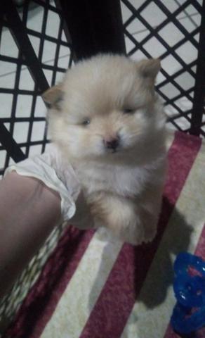 VENDO filhotes SPITZ ALEMÃO - Foto 4