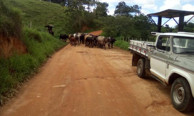 Ótima Fazenda Mista Gado e Cacau - Foto 12