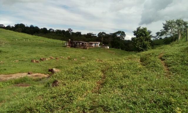 Ótima Fazenda Mista Gado e Cacau - Foto 9