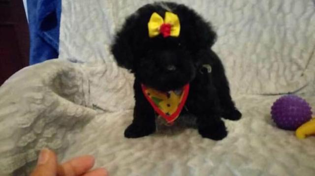 Poodle 00 micro toy