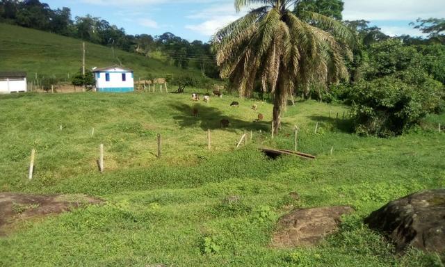 Ótima Fazenda Mista Gado e Cacau - Foto 5