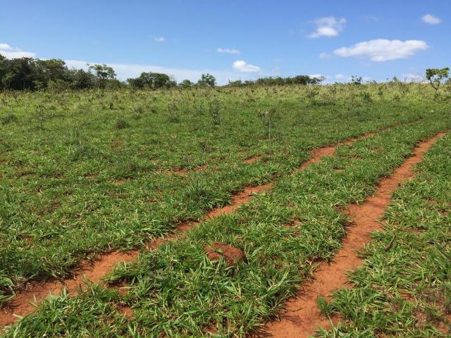 Fazenda em bambui 440 hectares 3.000.000.00