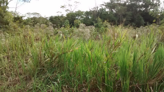 Oportunidade vende-se Chácara em Condomínio - Foto 6