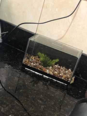 Aquário para peixe betta - Foto 2