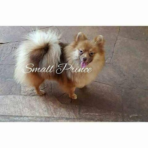 Fêmea lulu da Pomerânia/spitz alemão anão pronta entrega em 10xs/juros - Foto 4