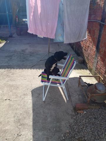 Doação filhote de labrador fêmea (6 meses) - Foto 2
