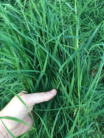 Vendo Feno de Tifton 85 - Feno Classe A - Foto 2