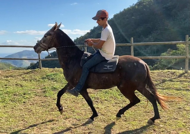 Égua Mangalarga Marchador