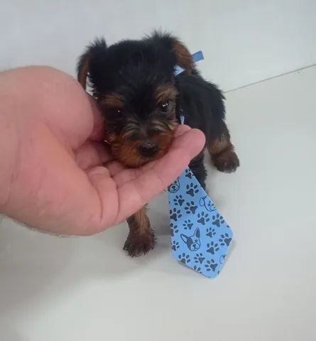 York Shire Terrier Macho  - Foto 2