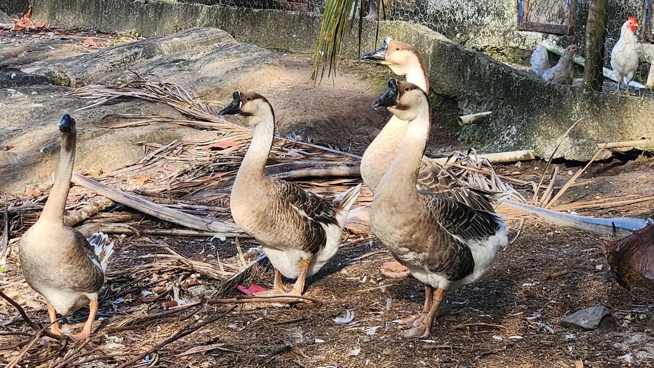 Ganso Africano puro  - Foto 4