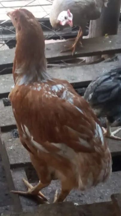 TERNO DE GALINHA 100% SURU - Foto 4