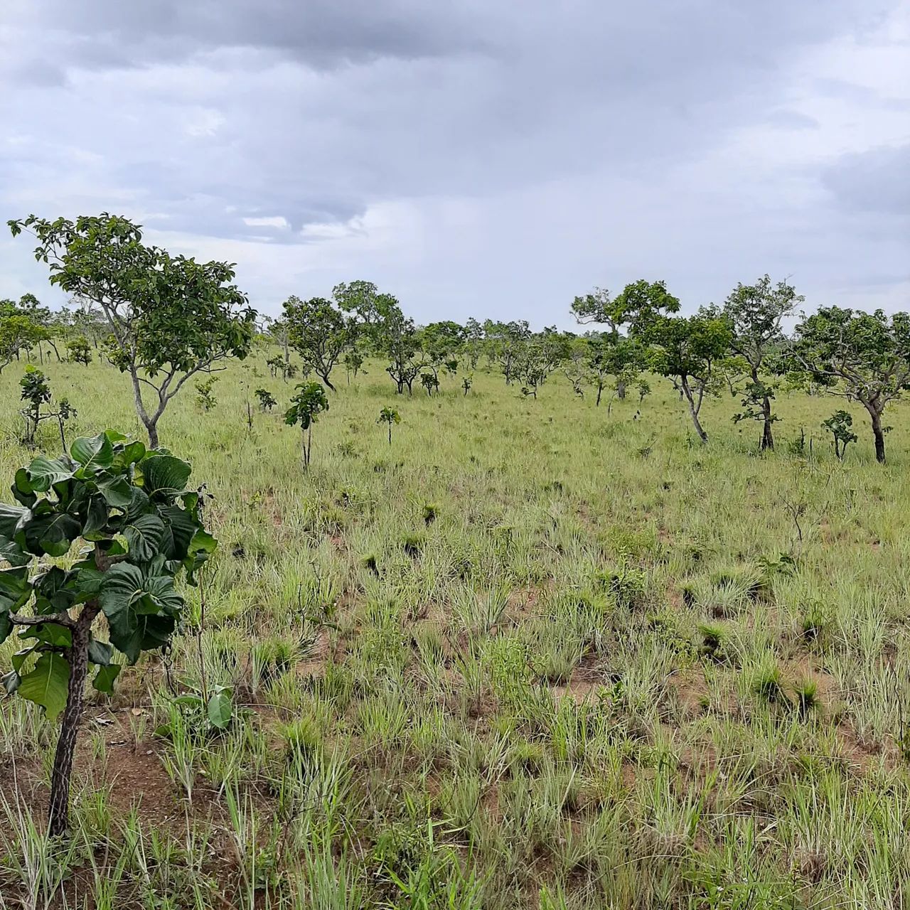 foto - Goiânia - Setor Oeste