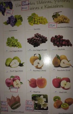 Mudas frutíferas a pronta entrega vem nos visitar  - Foto 4