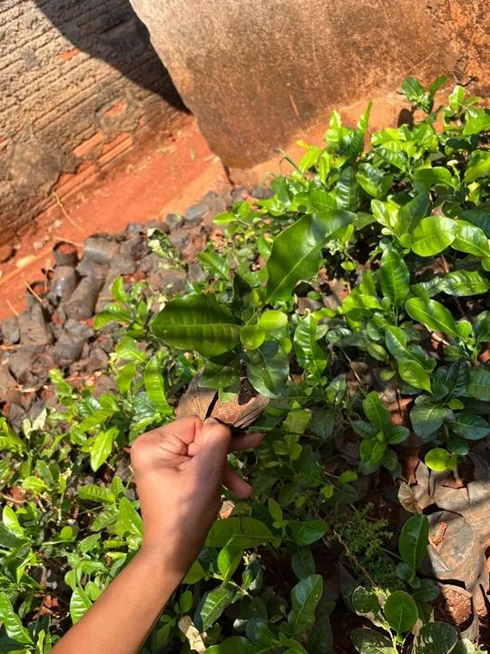 Cerca viva Limalzinho 20 a 25 cm  - Foto 3