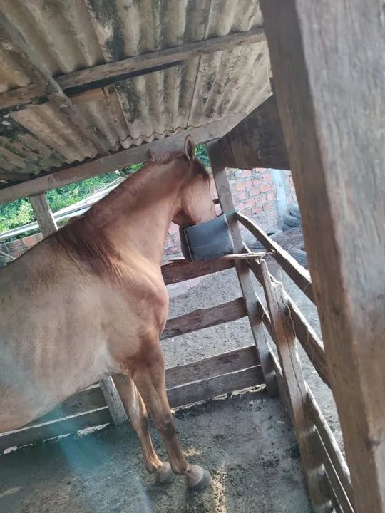 Égua quarto de milha - Foto 4