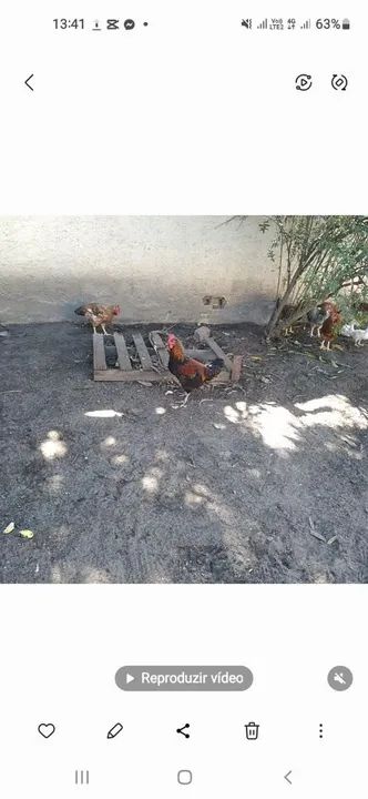 Galos caipirão,galinhas e pintinhos - Foto 3