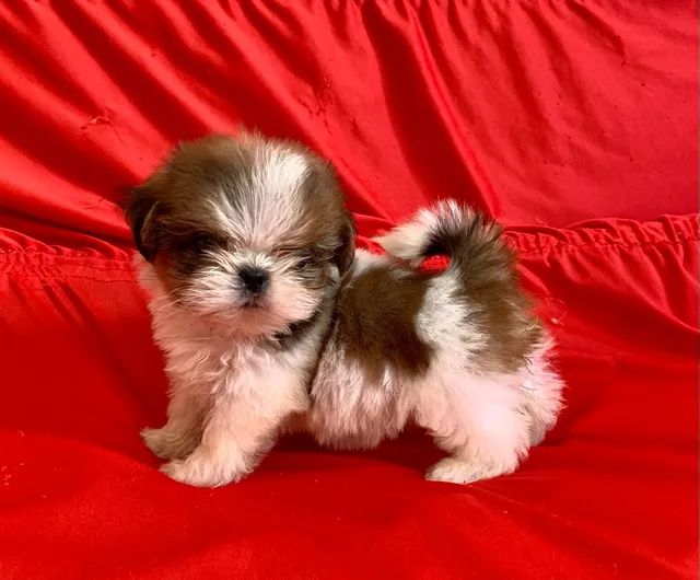 Cachorro Shih Tzu - Parnamirim, Outras Cidades - Rio Grande do Norte