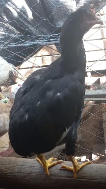 TERNO DE GALINHA 100% SURU - Foto 5