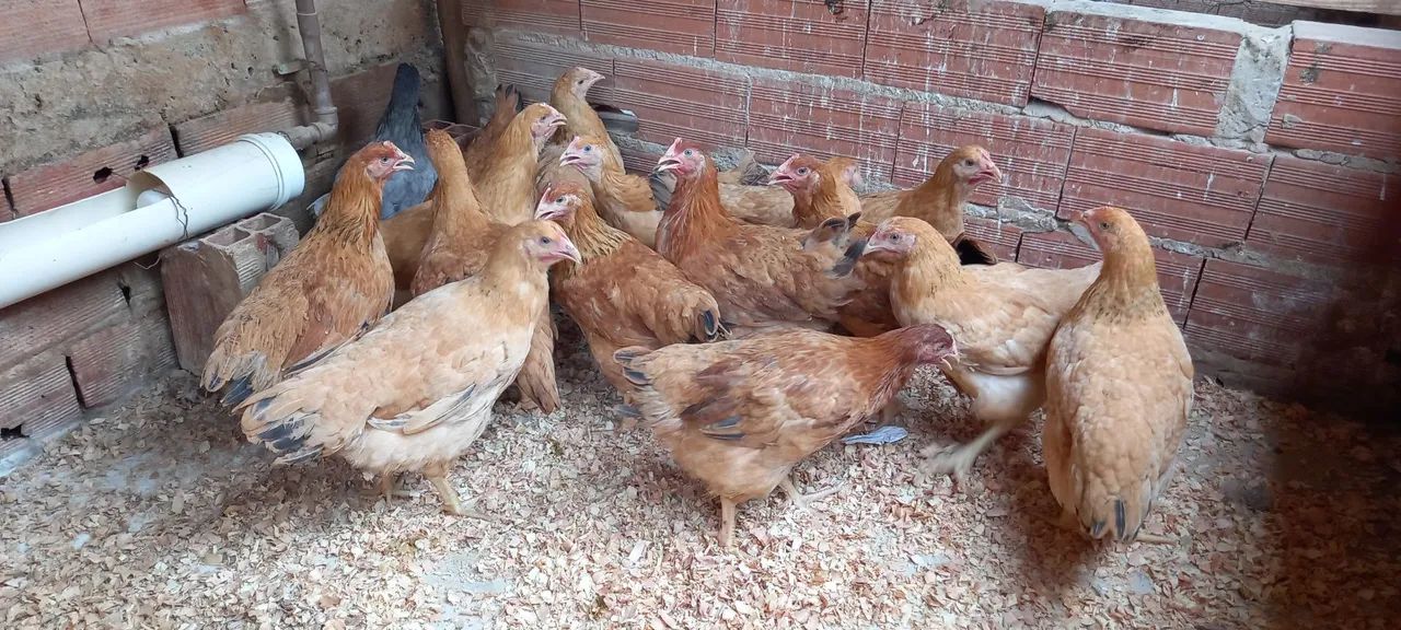 Frangos caipiras para venda - Foto 2