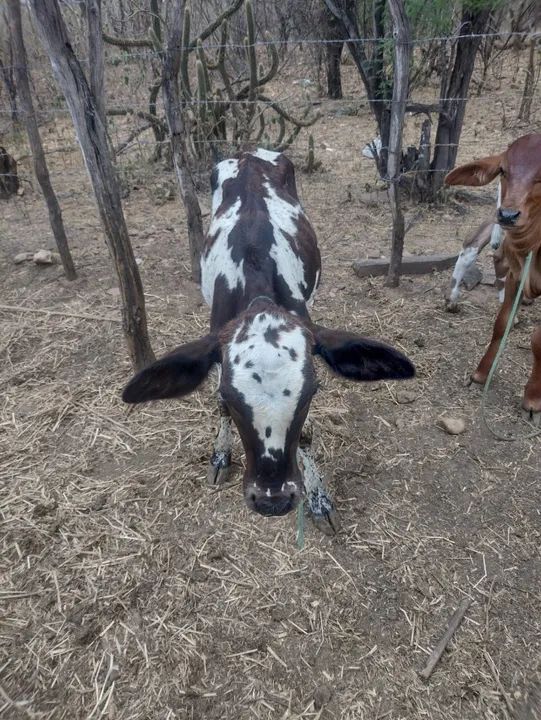 vendem-se 05 bezerros - Foto 5