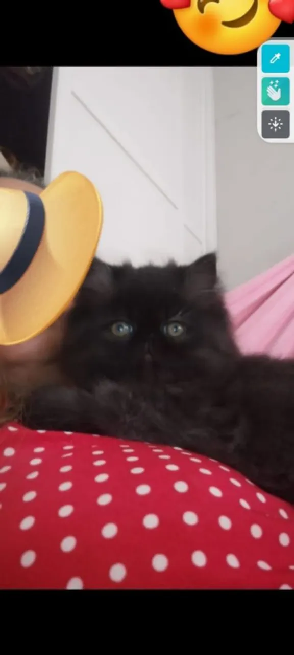 Gata Persa Fêmea Preta