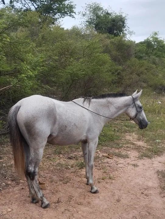 Égua de picado 5 anos - Foto 3