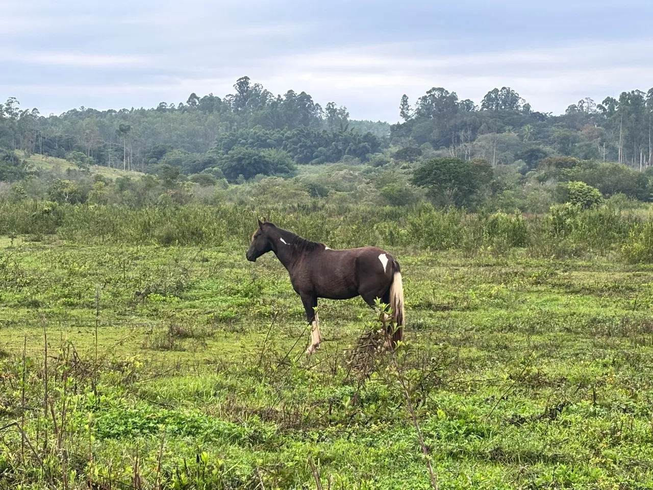Cavalo Mangalarga Marchador M.picada