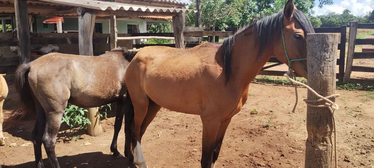 Égua e uma potra  - Foto 2