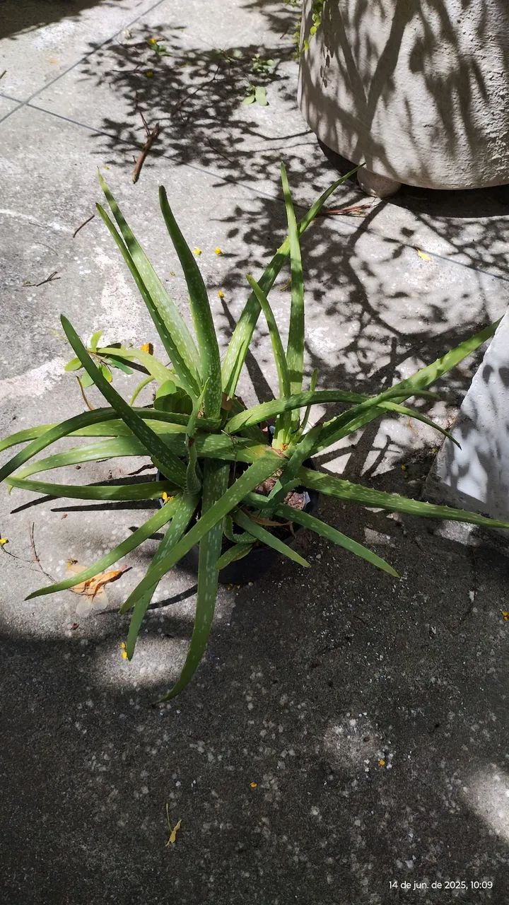plantas lindas de todos os gostos e preços  - Foto 3