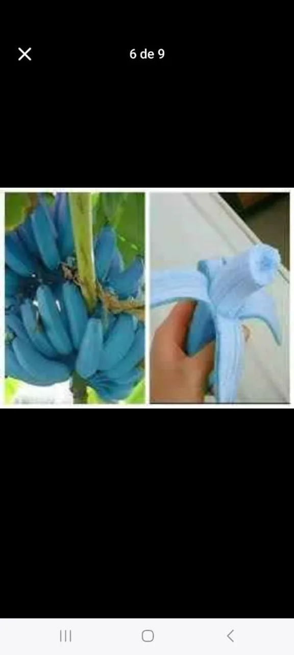 Muds raras de banana