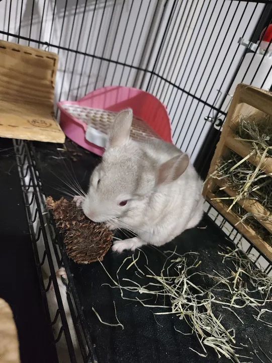 Filhotes de Chinchila com 70 dias - Foto 5