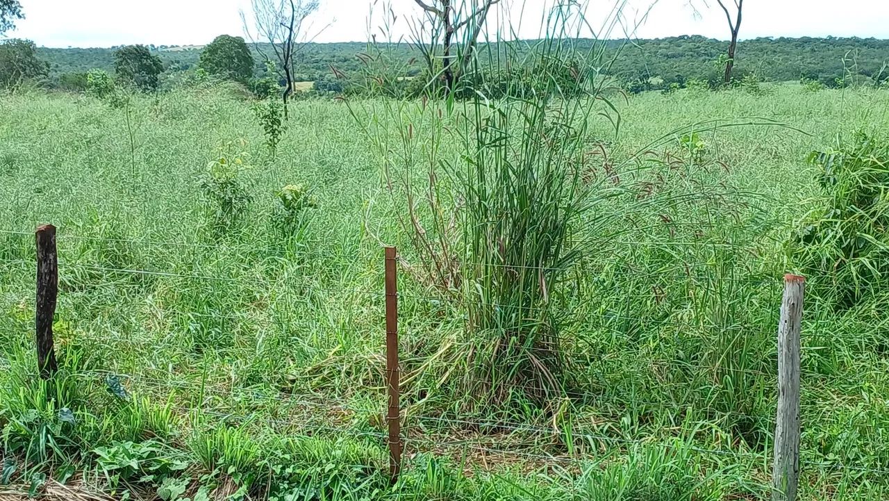 Vendo fazenda