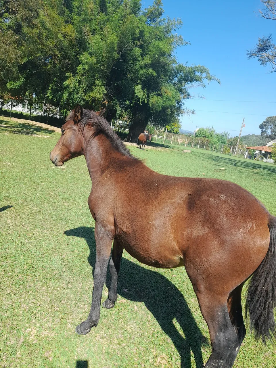 Potra 1 ano