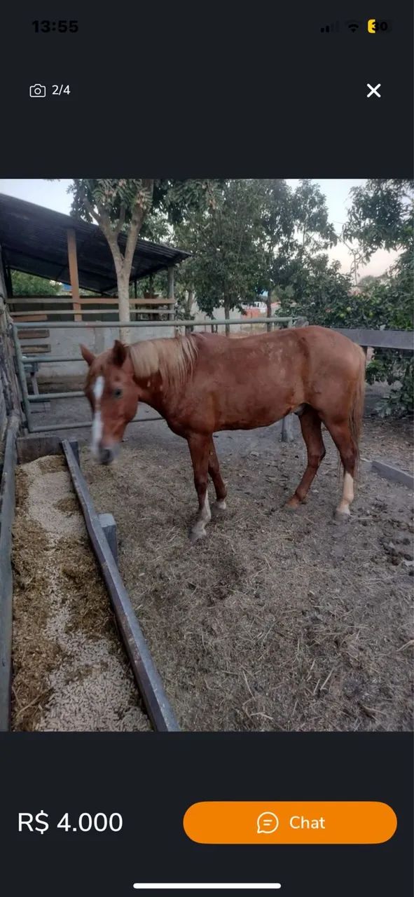 Vendo 2 égua e 1 cavalo - Foto 2