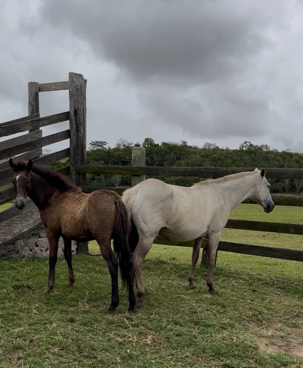 ÉGUA + POTRO + PRENHEZ netos do Ulisses Meaípe Oportunidade!!! - Foto 3