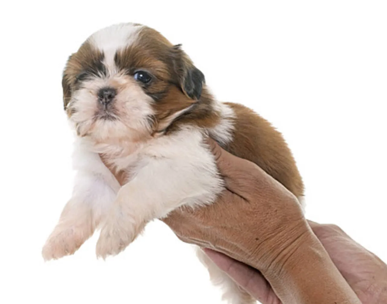 Filhote de Shih Tzu lindos machinhos disponível