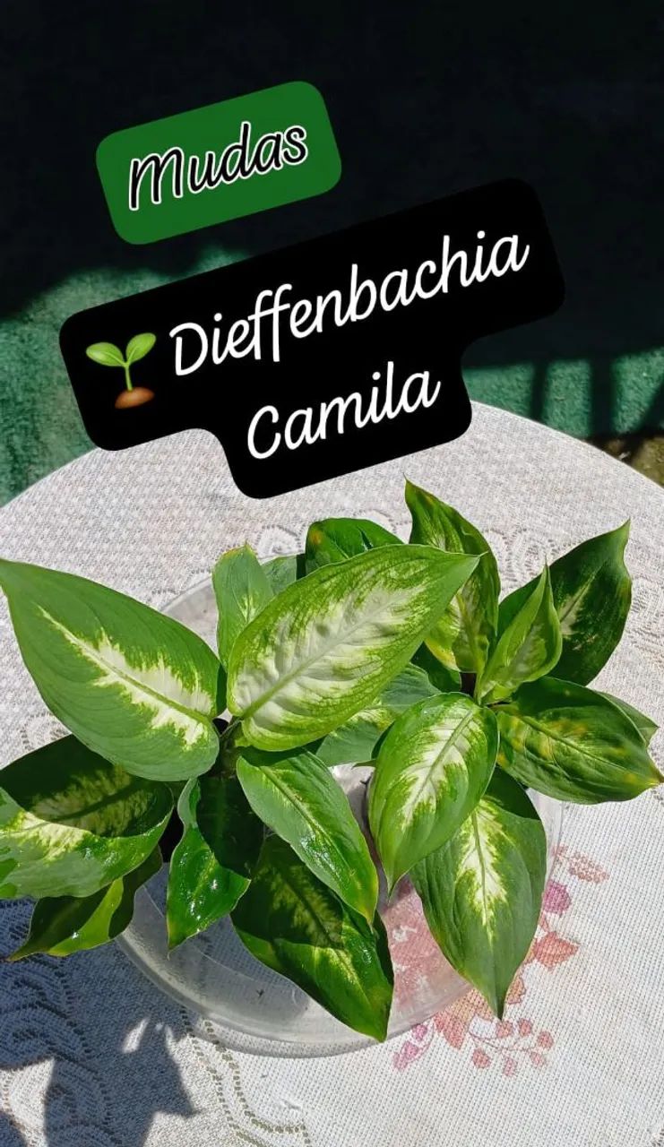 Dieffenbachia Camila - Muda - Foto 3