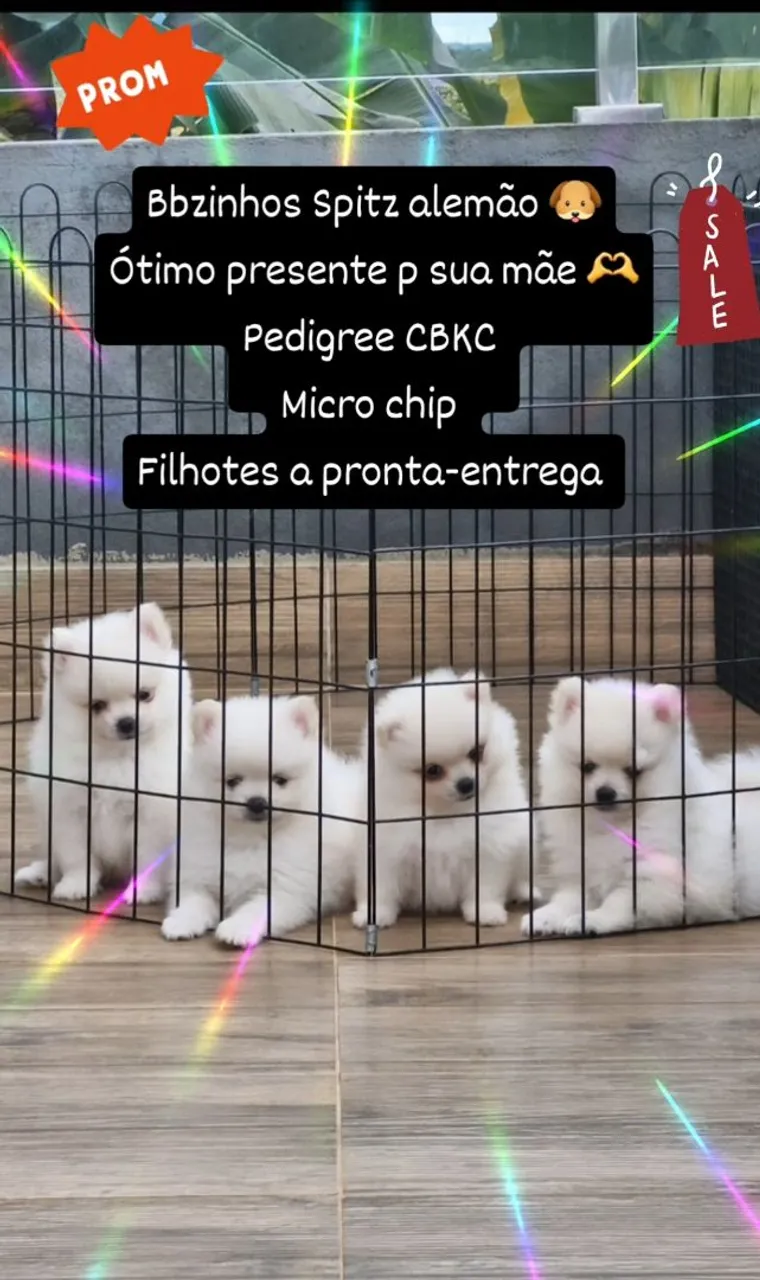 Filhotes Spitz Alemão a Pronta Entrega
