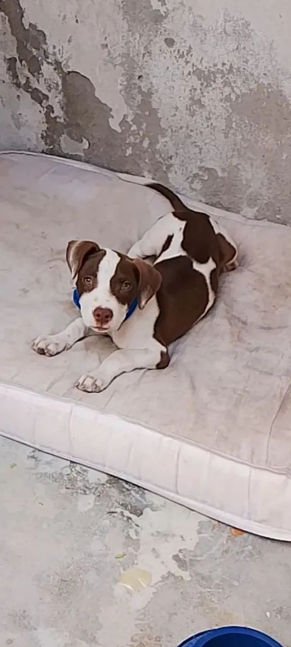 Filhote de Pitbull disponível!