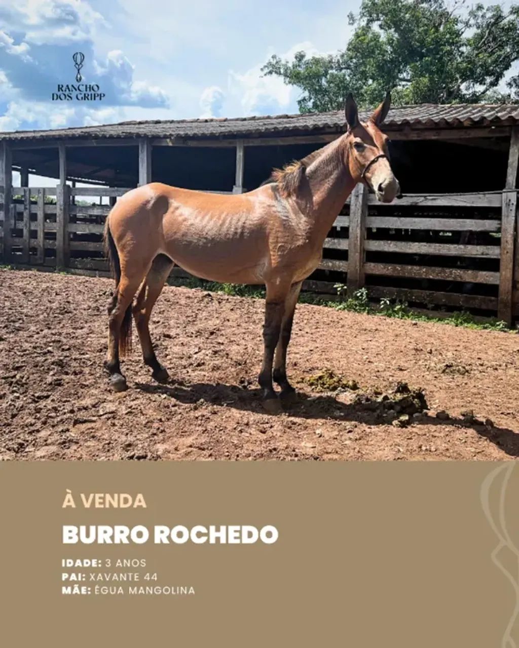 Burro Rochedo