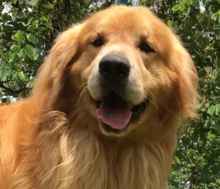 Golden Retriever filhote 